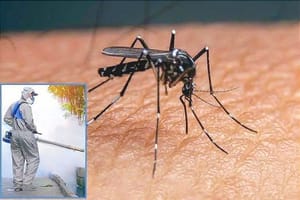 ¡ALERTAN POR DENGUE! - EN MÉXICO HA CRECIDO 500%!
