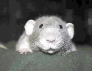 ¡SE DROGAN RATAS CON MARIGUANA DE ESTACIÓN POLICIAL DE EU!