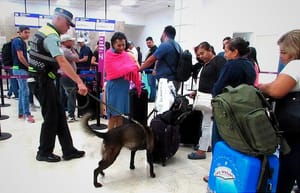 ¡AGENTE CANINO “LALA” REVISA EQUIPAJES EN EL AEROPUERTO!