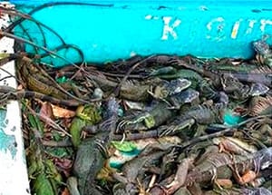 ¡CAPTURAN A TRES PESCADORES CON 200 IGUANAS! - LAS VENDÍAN EN 300 PESOS CADA UNA