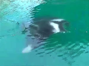 ¡CAPTAN DOS MANTARRAYAS EN EL PUERTO DE VERACRUZ! - *Trabajadores Grabaron el Momento en que Nadaban entre los Barcos que Descargaban