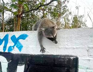 ¡APARECEN MAPACHES! - FAUNA *Y Son Nuevos