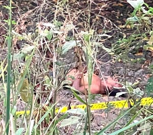 ¡ENCUENTRAN UN MUERTO A ORILLAS DE UNA PARCELA! - *EN ÁLAMO