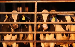 ¡DA POSITIVO TRABAJADOR LECHERO DE MICHIGAN A GRIPE AVIAR!