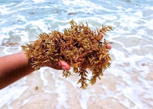 ¡SARGAZO EN PLAYA PELÍCANO!