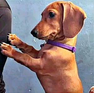 ¡SE ROBAN PERRITA SALCHICHITA EN EL INFONAVIT BUENAVISTA! - ES LA MASCOTA DE UNA BEBÉ