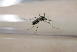 ¡EU ALERTA DE AMENAZA DE DENGUE EN EL PAÍS TRAS DISPARARSE LOS CASOS EN EL MUNDO!