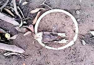 ¡ATACAN ABEJAS AFRICANAS!