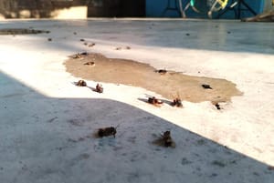 ¡HAY QUE CORRER EN ZIG ZAG Y NO GRITAR!