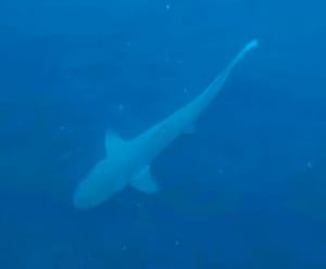 ¡GRABAN CHIQUI-TIBURÓN!