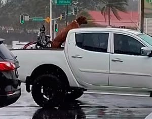 ¡LOMITO SE LA RIFA EN LA BATEA!