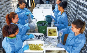 ¡LLEGA CAMPAÑA CONTRA ZIKA!