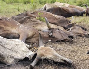 ¡ALERTAN POR MUERTE MASIVA DE GANADO EN TABASCO!