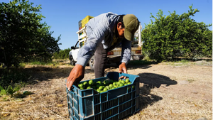¡CIERRAN 30 EMPACADORAS DE LIMÓN POR EXTORSIÓN!