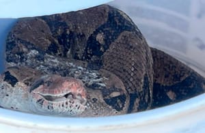 ¡ENCUENTRAN ENORME BOA Y CASI SE COME A TRES PERROS CHIHUAHUA!