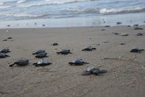¡ARRIBAN 5 TORTUGAS A CHACHALACAS!