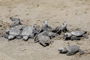 ¡LIBERAN 94 CRÍAS!