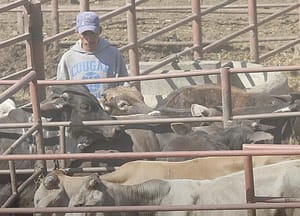 ¡ESTADOS UNIDOS MANTIENE CERRADA LA FRONTERA AL GANADO MEXICANO! - NI PA’CUANDO