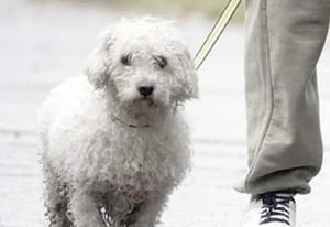 ¡APRUEBAN EN CDMX CUSTODIA COMPARTIDA DE ANIMALES DE COMPAÑÍA EN CASOS DE DIVORCIO!