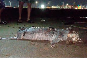 ¡ENCUENTRAN COCODRILO MUTILADO!
