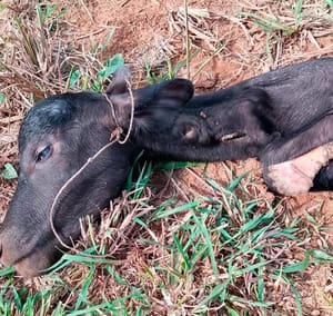 ¡FELINO ATACA GANADO EN COATZA!