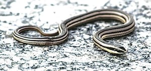 ¡QUE LA APARICIÓN DE SERPIENTES EN XALAPA ES NORMAL!