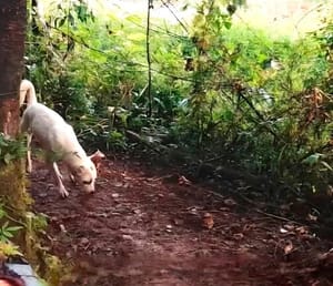 ¡PERRO ARRASTRABA LOS RESTOS DE UN RECIÉN NACIDO!