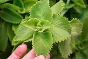 BENEFICIOS DEL ORÉGANO OREJÓN