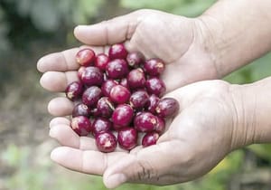 ¡“VA CAFÉ DEL BIENESTAR, PARA QUE SE SIGAN RETORCIENDO”: SHEINBAUM!