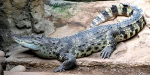 ¡CONFIRMAN ROBO DE UN COCODRILO EN EL ZOOLÓGICO!