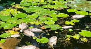 ¡ECOCIDIO EN SAN JULIÁN!