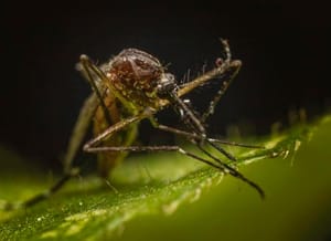 ¡NUEVO CASO DE ZIKA EN VERACRUZ!