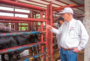 ¡ERAN GRINGAS! - CONTRA GUSADO BARRENADOR