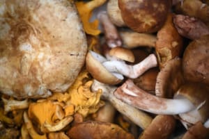 ¡HONGOS DEL COFRE DE PEROTE REQUIEREN MAYORES ESTUDIOS: INVESTIGADOR DE UV!