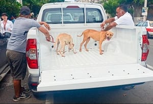 ¡PMA SE LLEVA A TODOS!