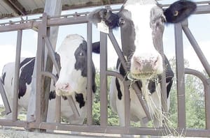 ¡PIDEN GANADEROS DE EU QUE MÉXICO RINDA CUENTAS POR GUSANO!