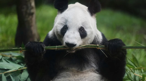 ¡“SI SE VA ELLA, YO TAMBIÉN”: CUIDADOR DE LA OSA PANDA XIN XIN EN EL ZOO DE CHAPULTEPEC!