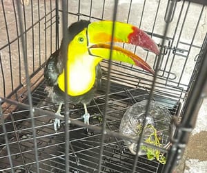 ¡BOMBEROS RESCATAN TUCÁN EN LA COLONIA MALIBRÁN!