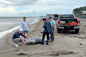 ¡HALLAN DELFÍN MUERTO EN PLAYAS DE ANTÓN LIZARDO!