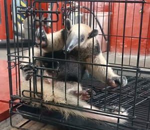 ¡BOMBEROS RESCATAN A OSO HORMIGUERO EN AMAPOLAS I!