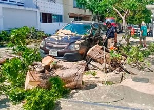 ¡PUROS ÁRBOLES! - POR NORTAZO