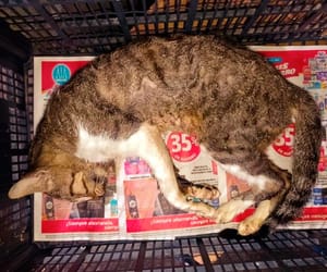 ¡RESCATISTA ANIMAL DENUNCIA EL ENVENENAMIENTO DE 33 GATOS!