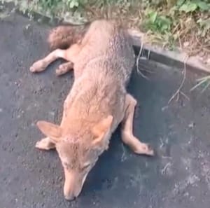 ¡ATROPELLAN A COYOTE EN LA RIVIERA!