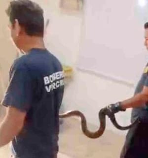 ¡HALLAN VÍBORA EN EL SALÓN DE CLASES!