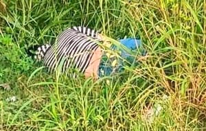 ¡LOCALIZAN A UN HOMBRE EJECUTADO EN LA CARRETERA!