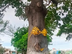 ¡CAÍDA DEL ÁRBOL DEL BIKINI FUE FAKE NEWS!