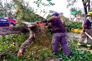 ¡SE DESPLOMA ENORME PINO EN COSTA DE ORO!