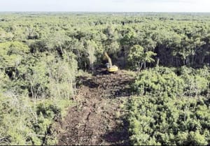 ¡TREN MAYA: EL NUEVO PODER JUDICIAL RECHAZA AMPARO PARA DETENER DESTRUCCIÓN DE SELVA!