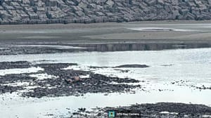 ¡ENCUENTRAN MUERTO A PESCADOR EN PLAYA NORTE!
