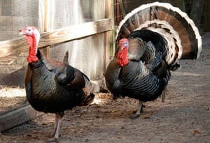 ¡SE VAN POR LAS NUBES LOS PAVOS!